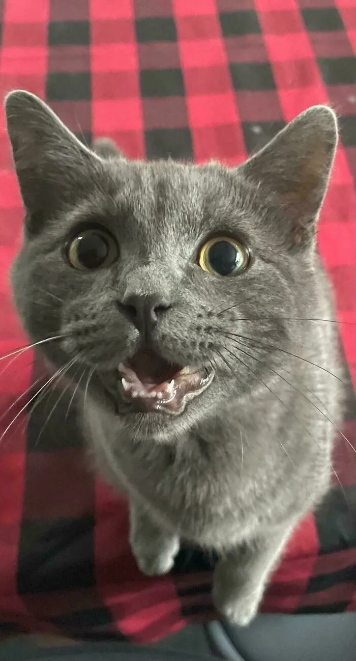 Gray cat meowing with wide eyes on red checkered blanket