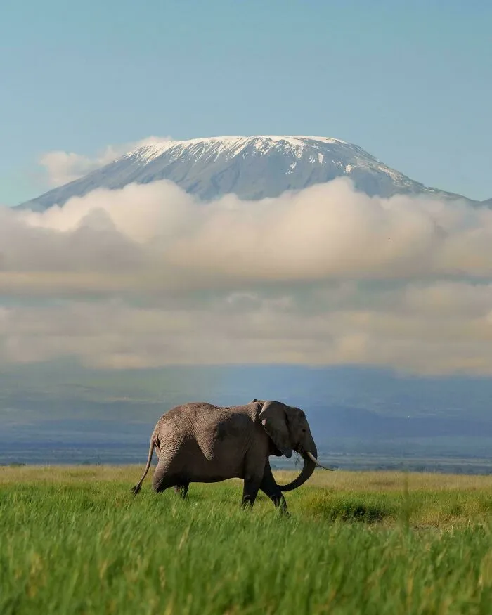 A Tusker Elephant And Mount Kilimanjaro