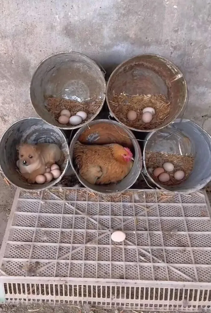 Five buckets, four with important animal images and eggs, one with a chicken and one with a puppy.