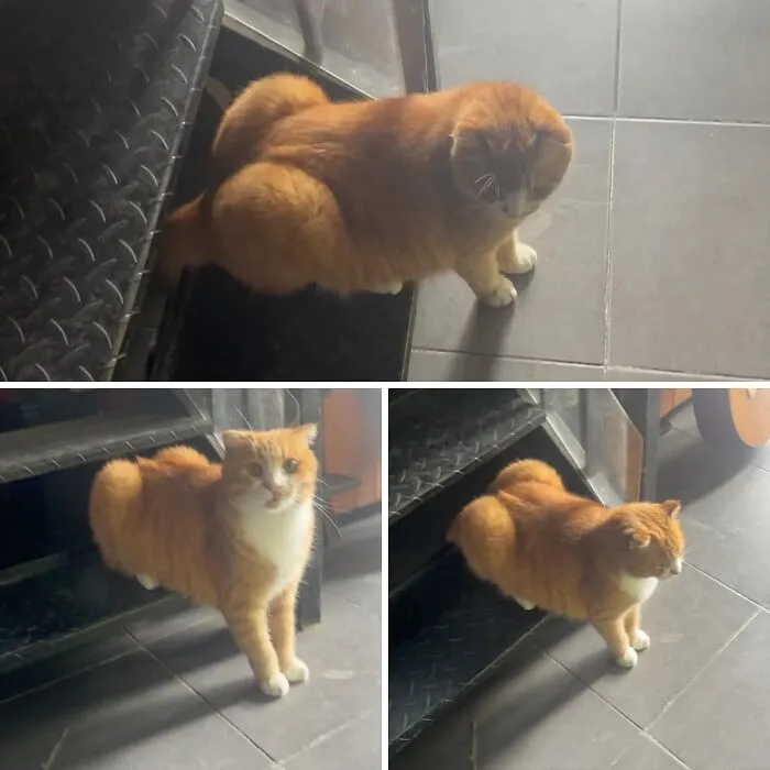 Three hilarious and cute important animal images of a ginger cat on stairs, showcasing its unique plump shape.