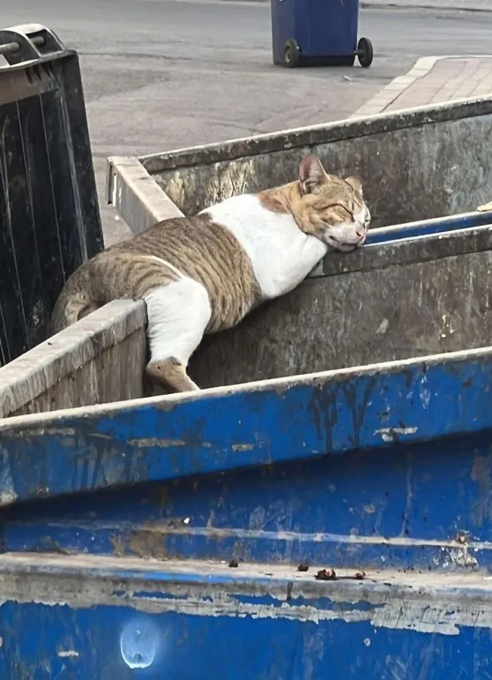 A tabby and white cat sleeping peacefully in a blue dumpster, a humorous and important animal image.
