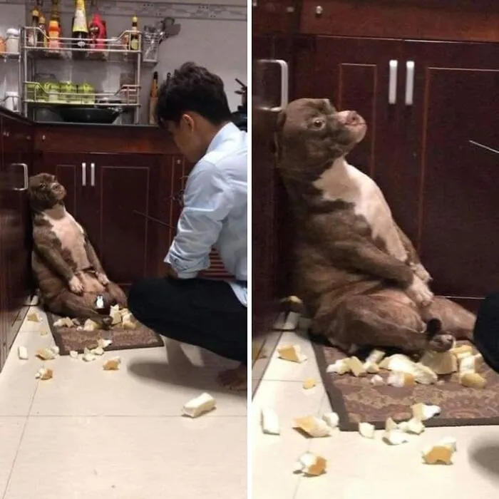 A dog looking guilty after scattering bread on the floor, a hilarious important animal image.