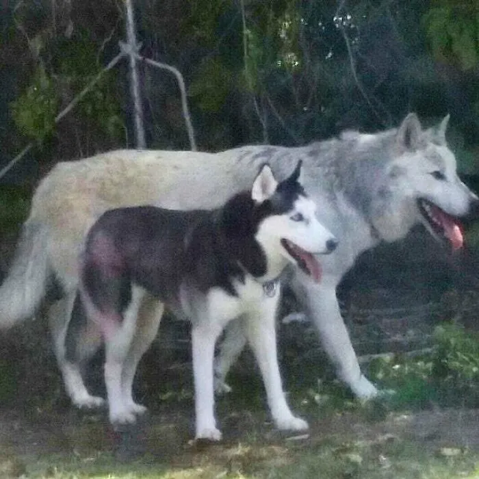 Size Of A Husky vs. Size Of A Wolf