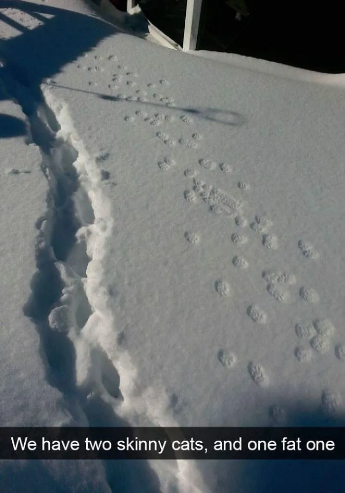Skinny Cat vs. Fat Cat (Snow Edition)