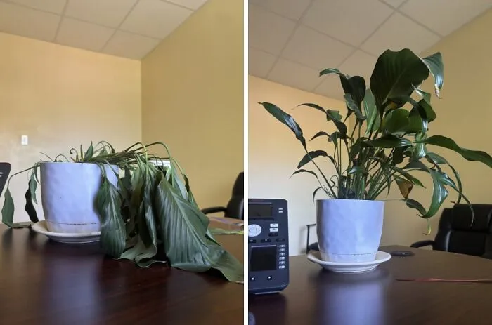 Before And After Watering My Plant Upon My Return To Work After Two Weeks