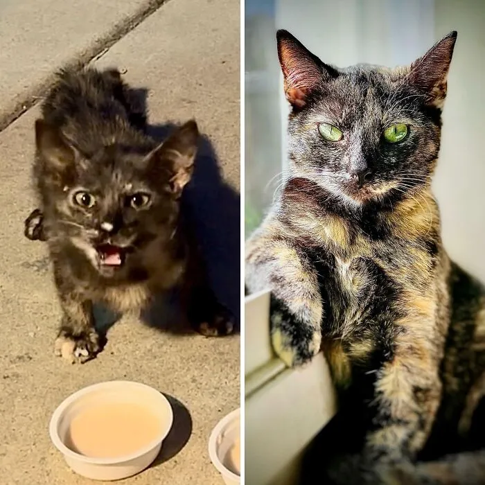 This Feral Kitten Picked The Right Driveway To Try Her Luck At. Took Mercy On Her Now She’s Living Like A Queen. 6 Weeks vs. 6 Months