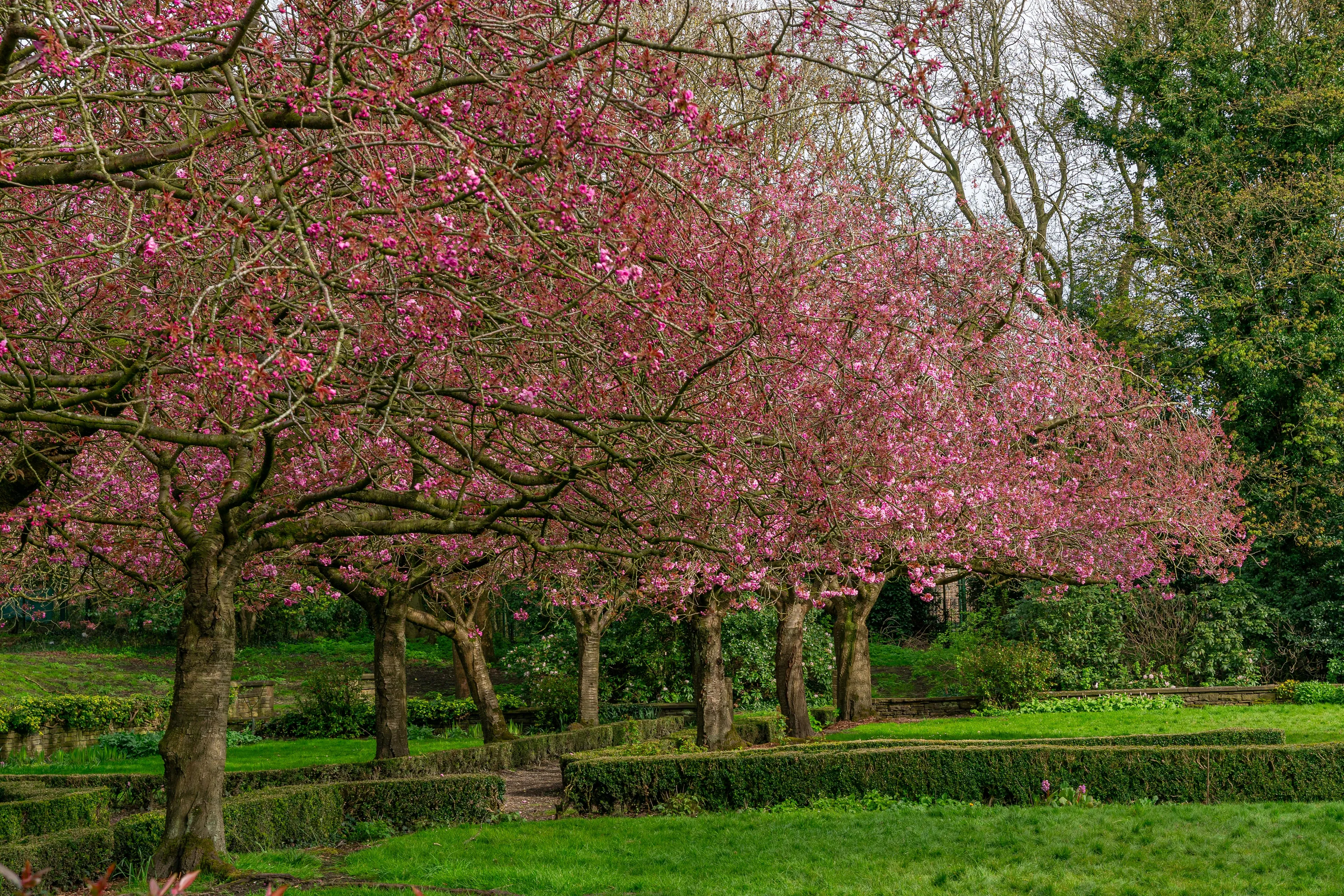 Row of blossoming pink cherry trees in a green park landscape during the spring season with clear skies.