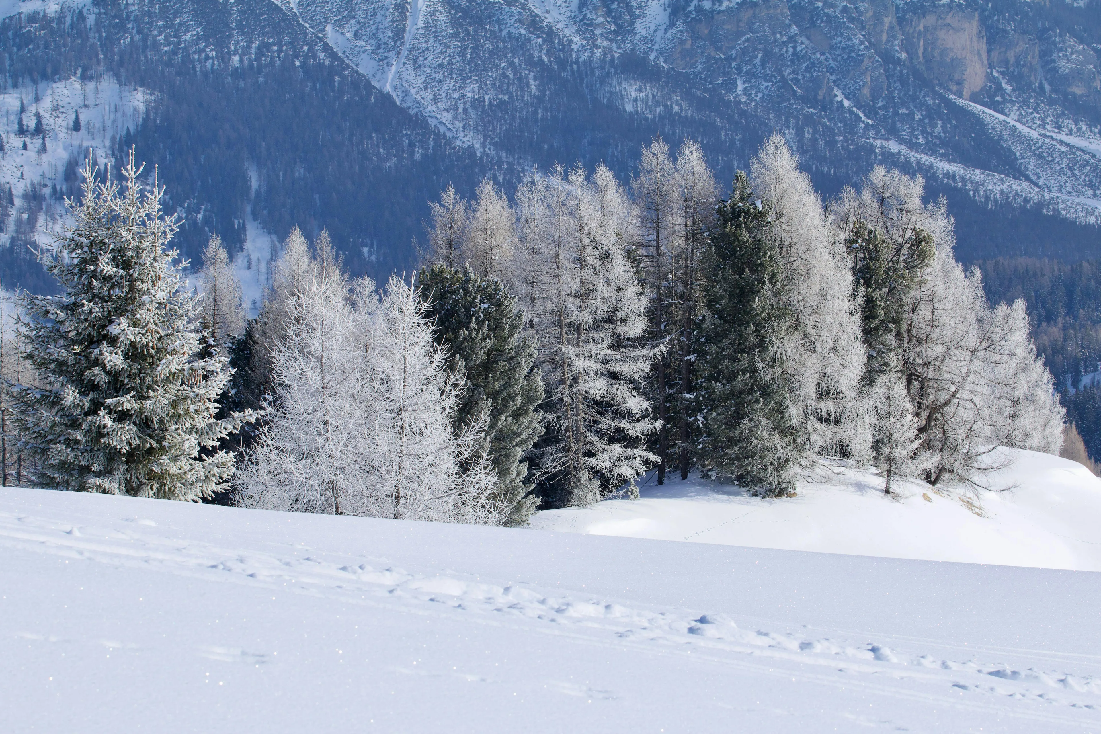Snow-covered pine trees and frosted branches in a peaceful winter landscape with mountains in the background.