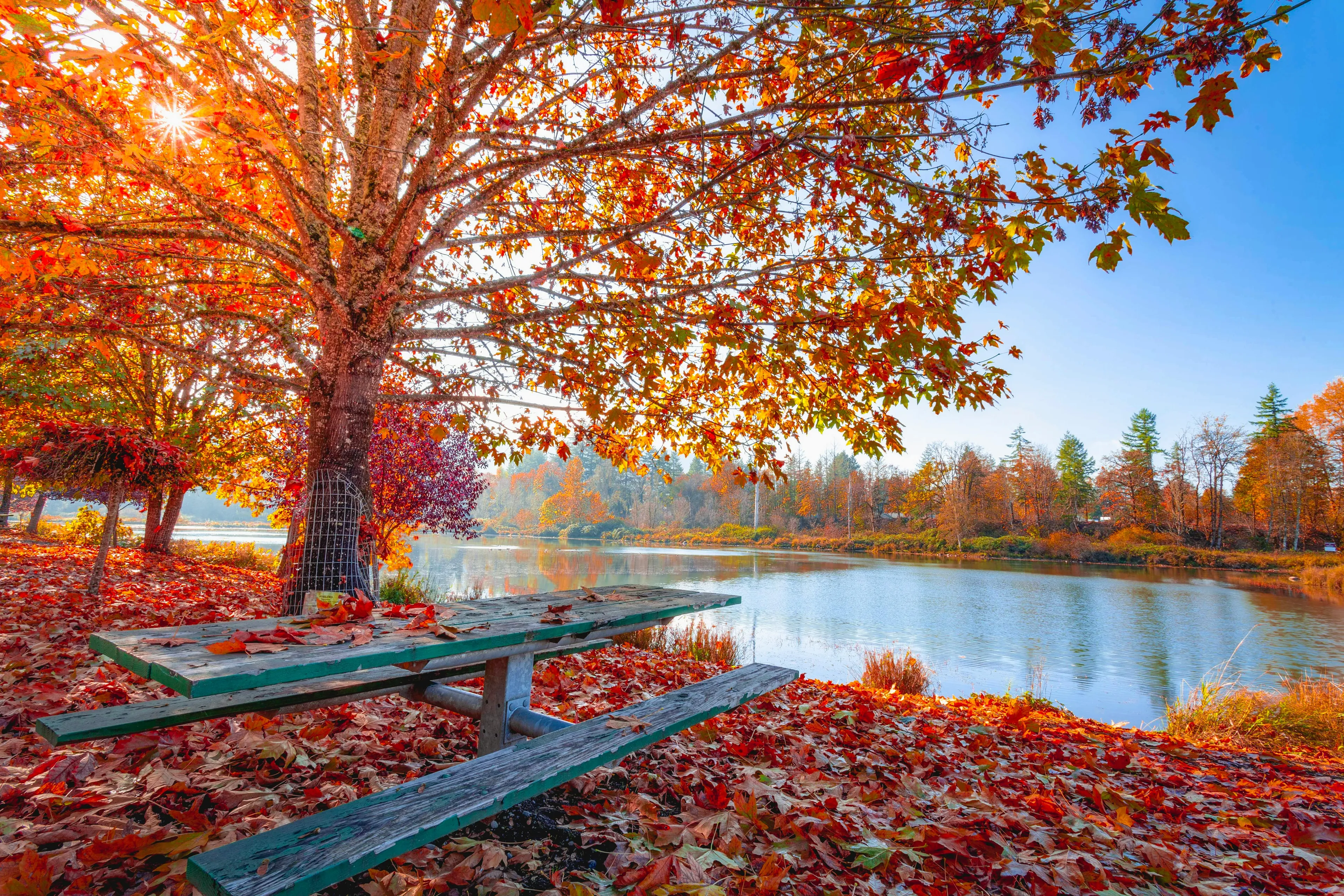 Picnic table under a tree with vibrant autumn leaves next to a peaceful lake on a bright sunny day in autumn.