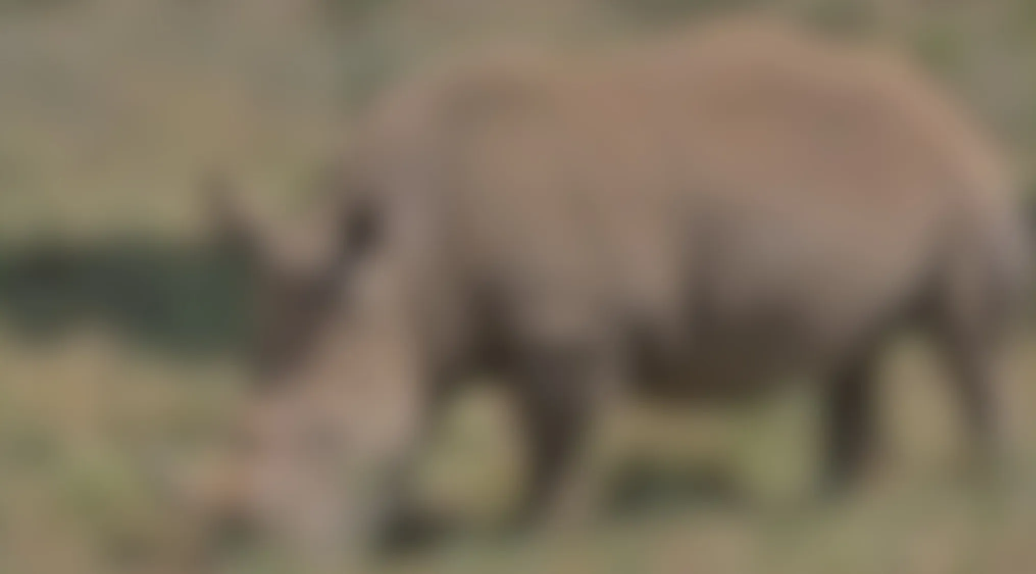 Blurry image of an unknown animal grazing in grass, prompting viewers to guess what animal it is.