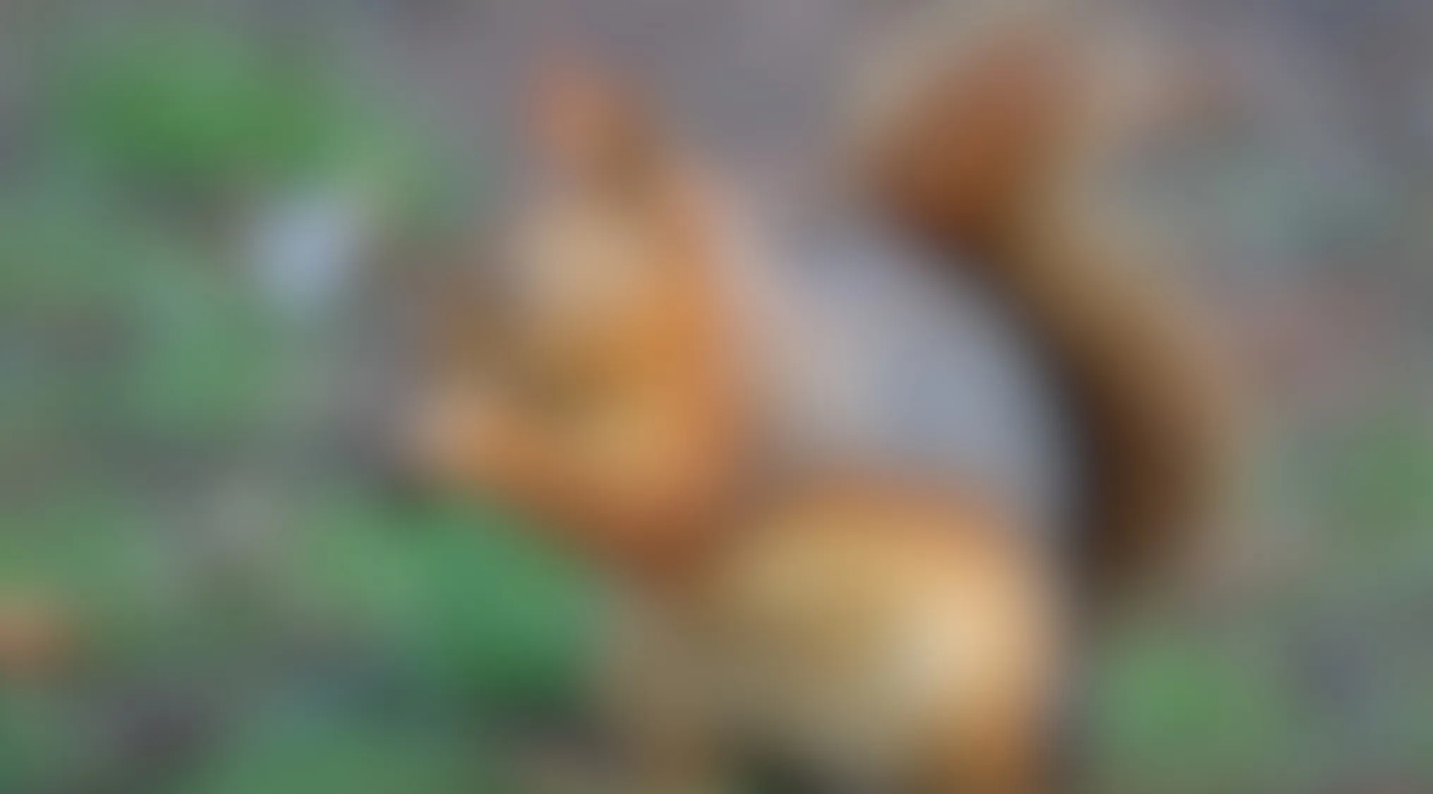 Blurry image featuring an animal in a natural outdoor setting, challenging viewers to name the animal behind the blur.