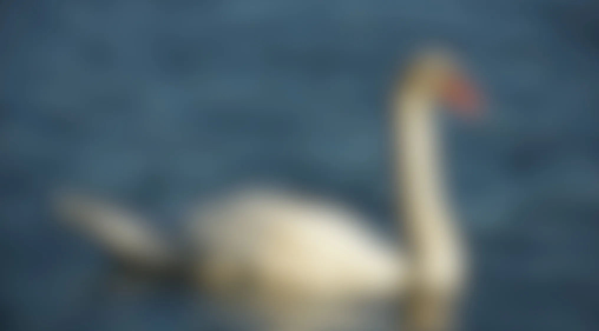 Blurry image of a bird with a long neck swimming on water, challenging viewers to name the bird behind the blur.