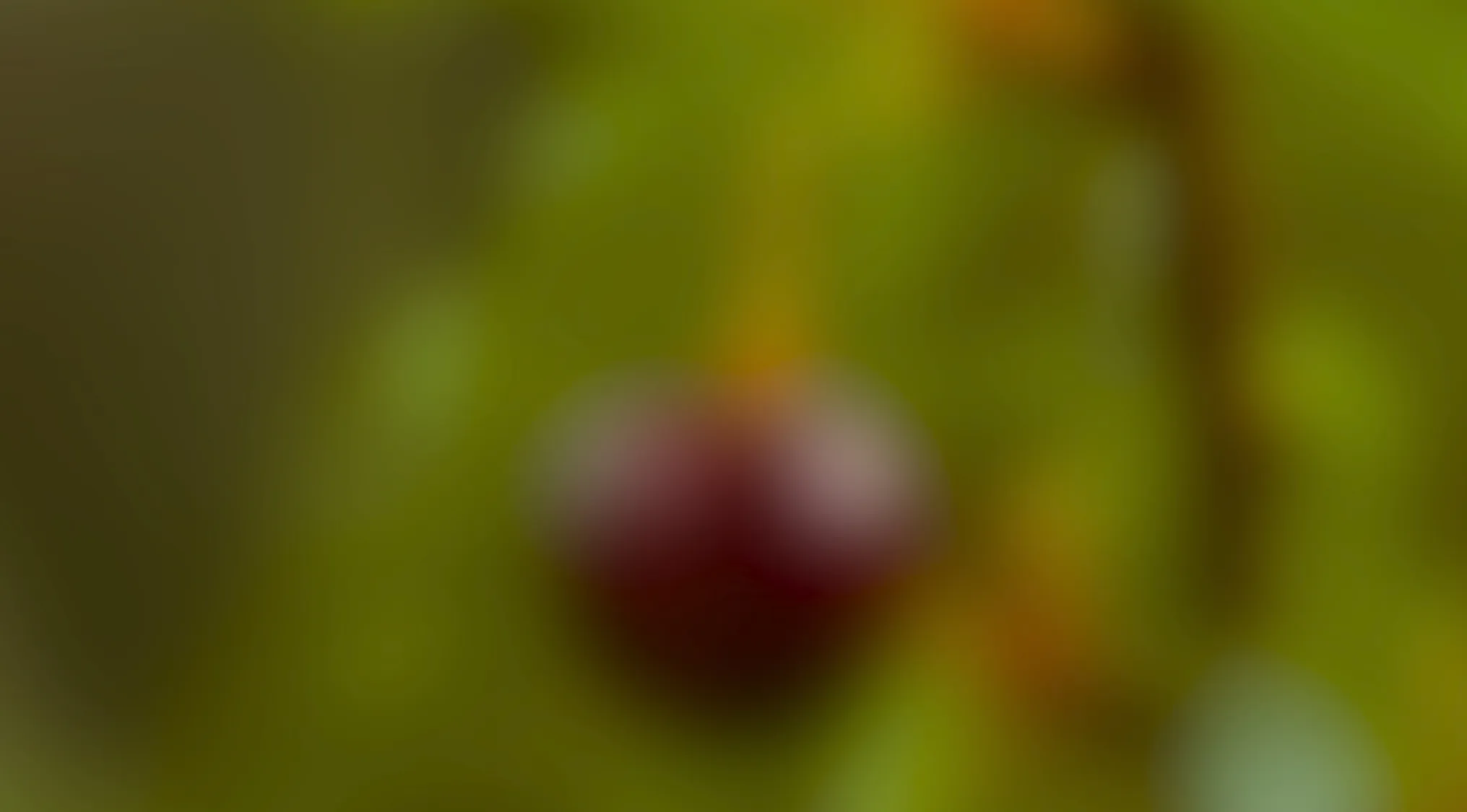 Blurry images of a dark red fruit hanging from a tree branch with green leaves in the background.