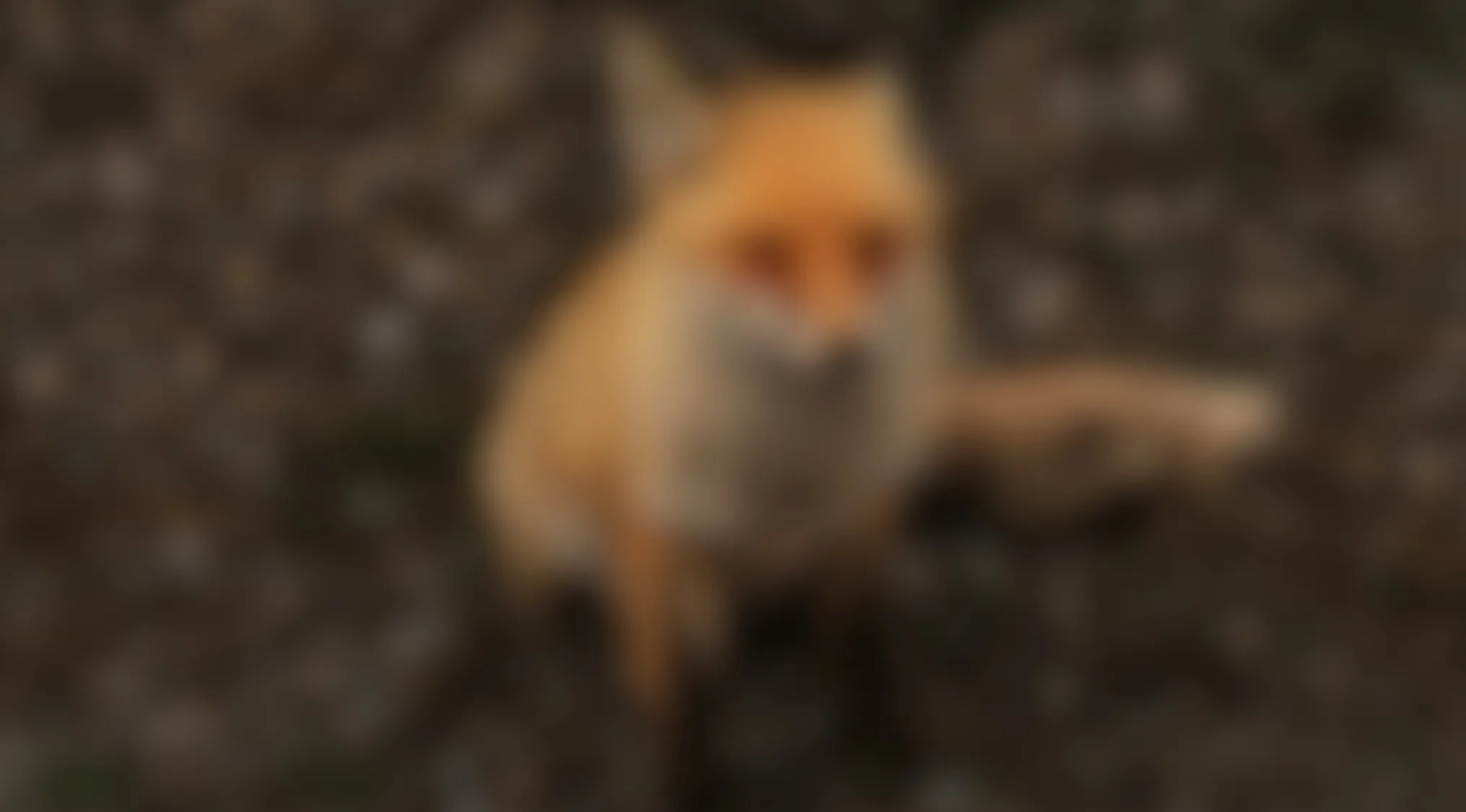 Blurry image of an animal sitting on the ground with brown and white fur, challenging viewers to name this animal.