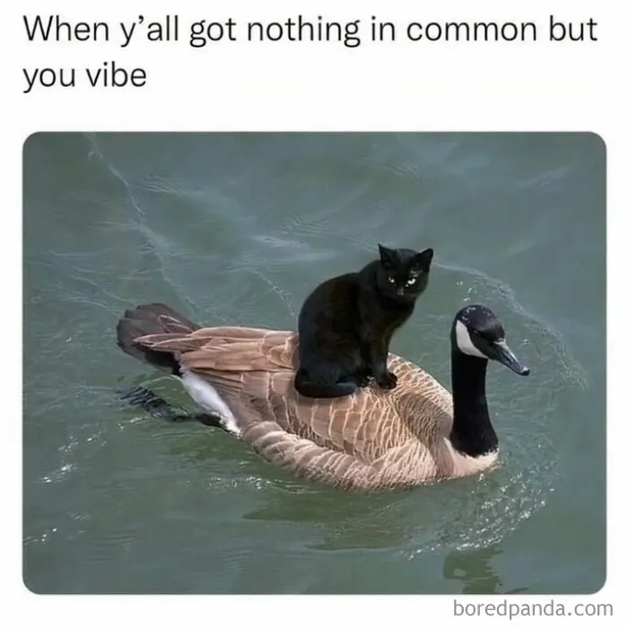 If You Haven’t Laughed For A While, These 37 Memes Might Crack You Up