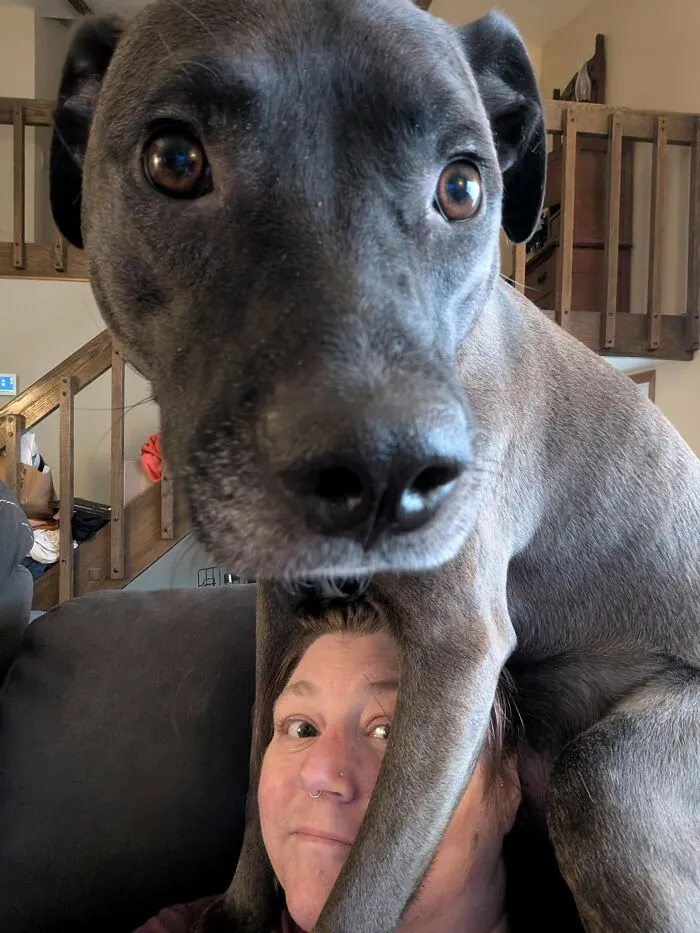A large grey dog sitting directly on a woman's head in these funny unhinged dog pictures