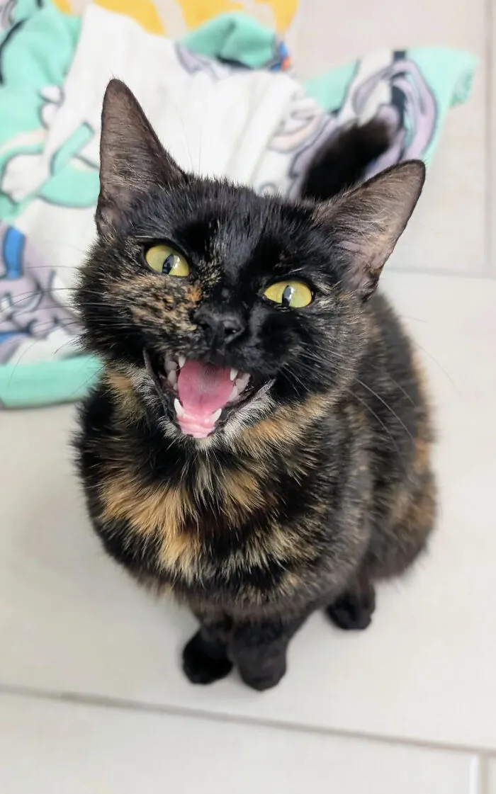 Hilarious black tortoiseshell cat meowing with mouth wide open