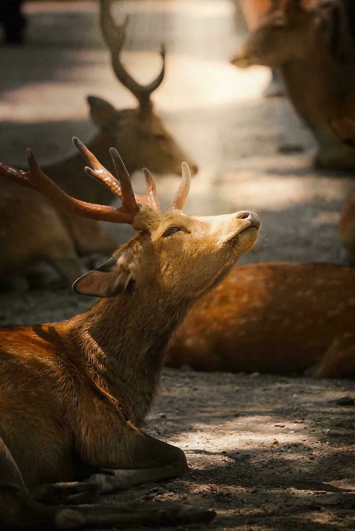 A Deer
