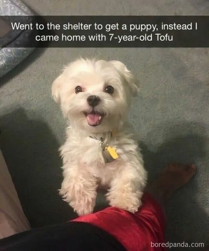 53 Wholesome Internet Finds That Might Just Lift Your Mood