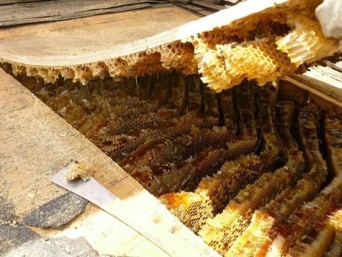 Una colmena gigante invade el tejado. ¡Hay muchísima miel!