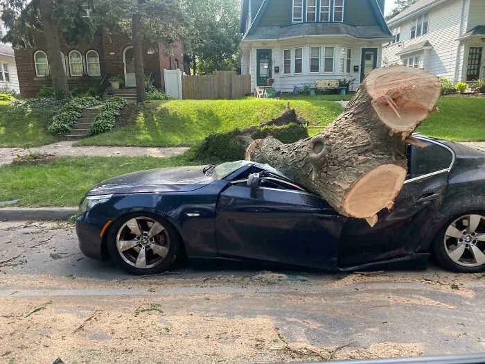 BMW aplastado por un árbol