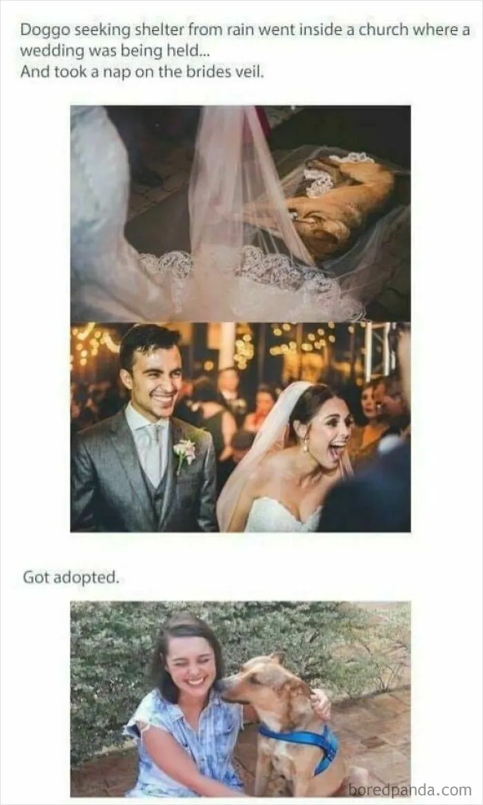 This Dog Crashes Into Their Wedding And It Becomes The Best Thing To Ever Happen!