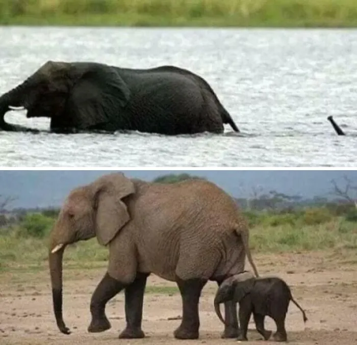 🐘🐘