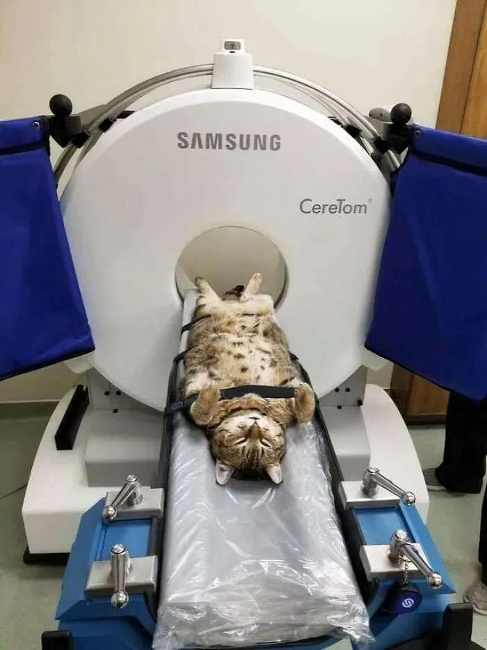 Imagen de un gato al que le realizan una tomografía computarizada.