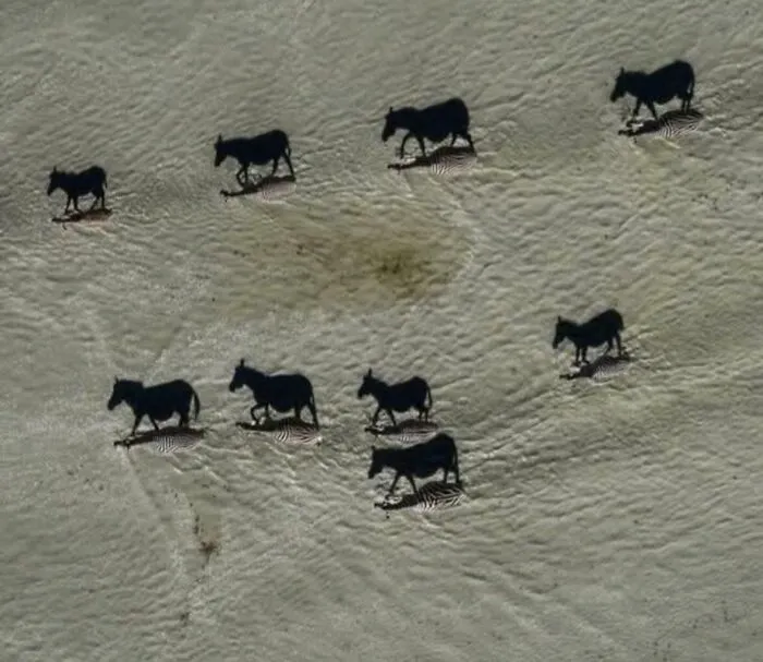This Photo Is Directly Above The Zebras. The Black Ones Are Shadows