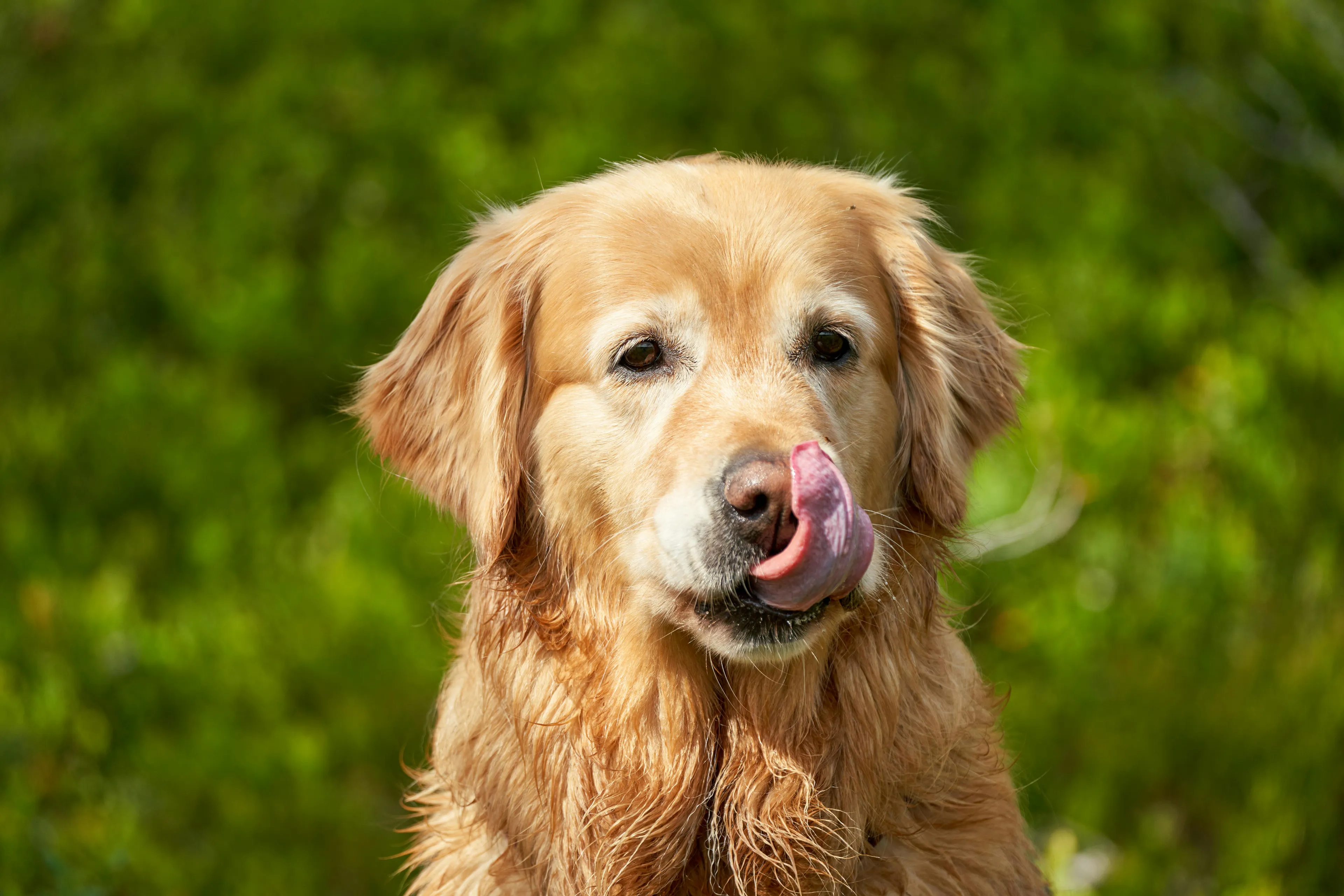 Golden retriever licking its nose outdoors with green blurred background, showcasing a friendly family pet.