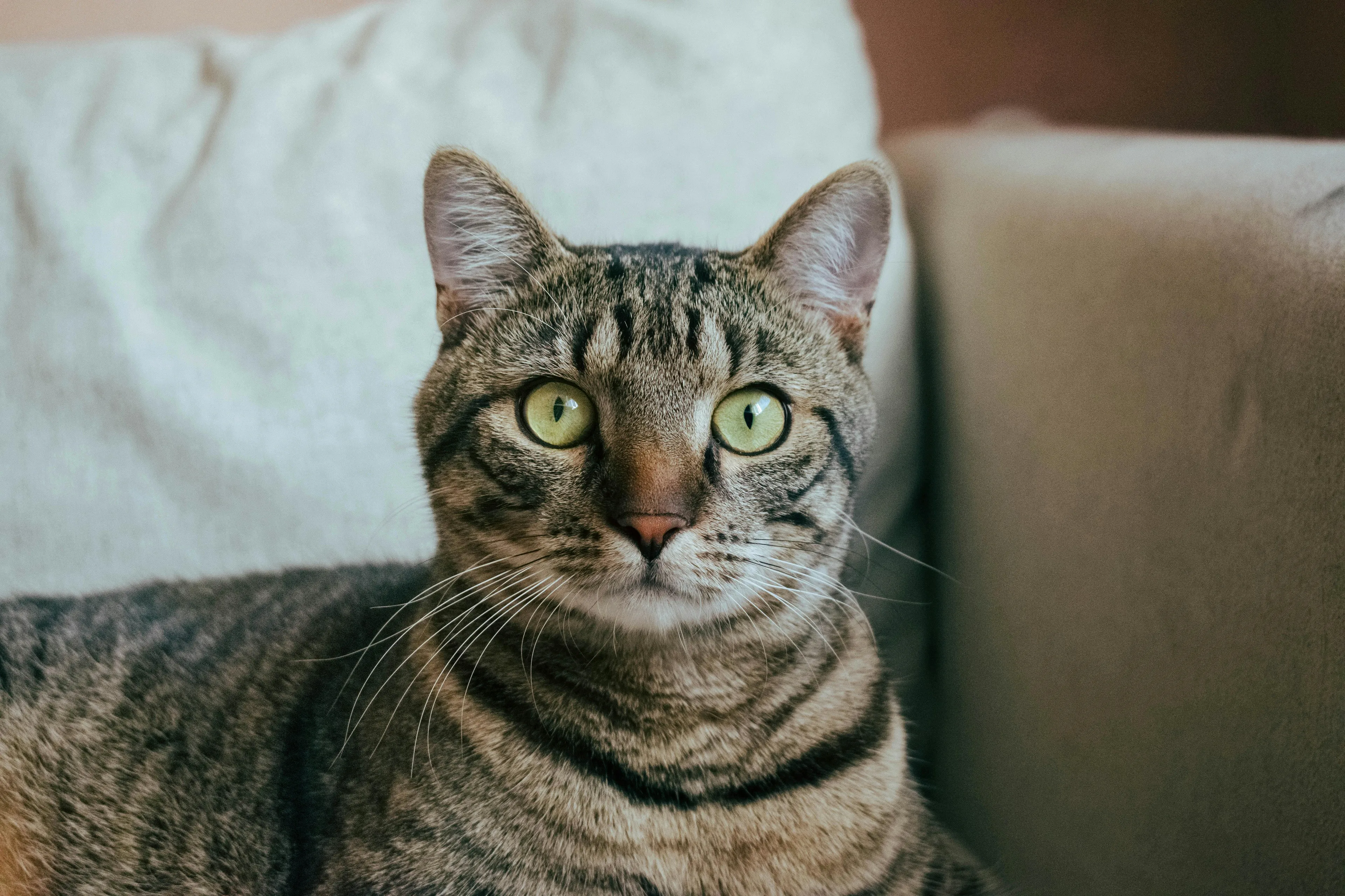 Tabby cat with green eyes resting on a couch, showcasing a calm and ideal family pet appearance.
