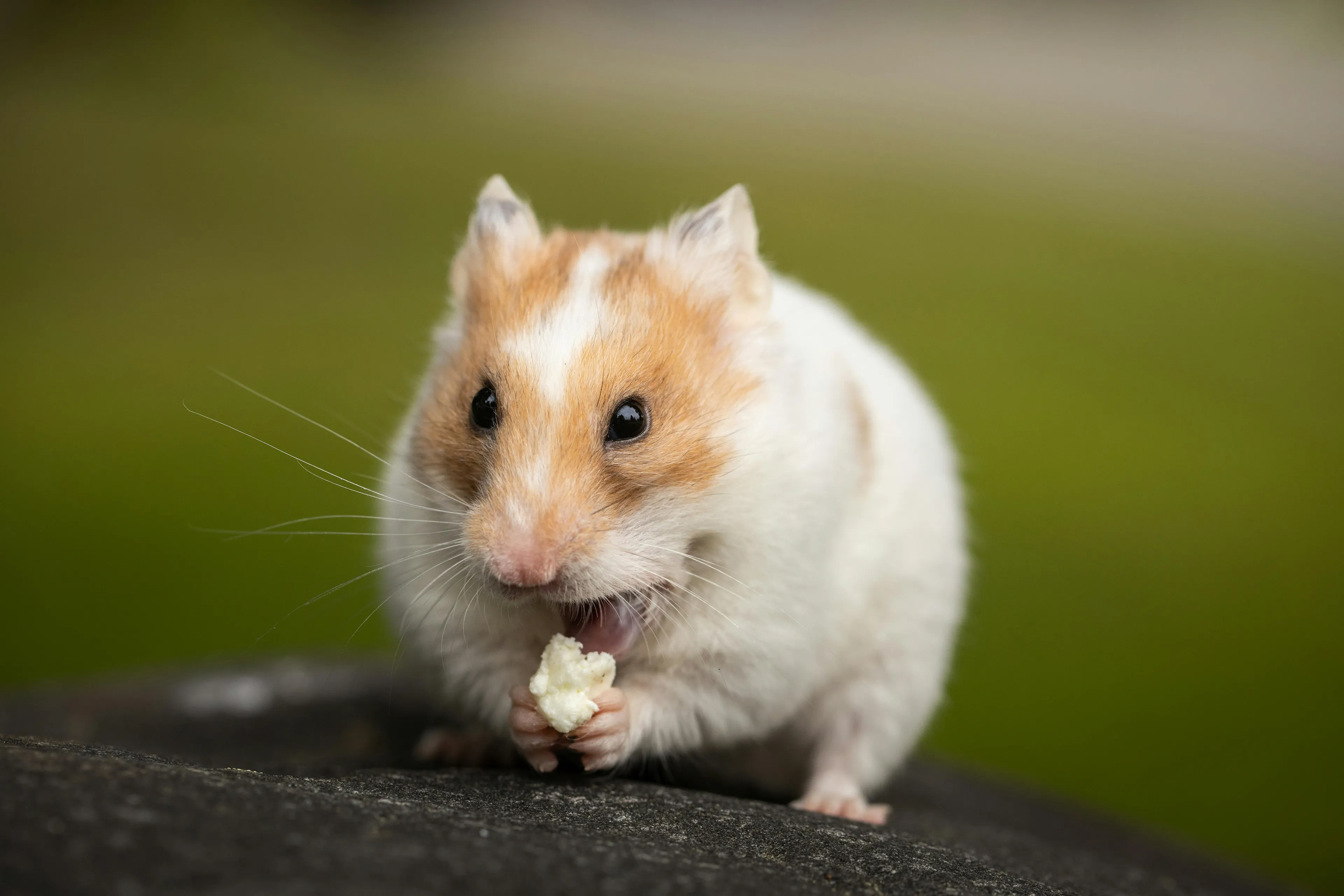 Hamster holding and nibbling a small piece of food, sitting on a dark surface with a blurred green background.