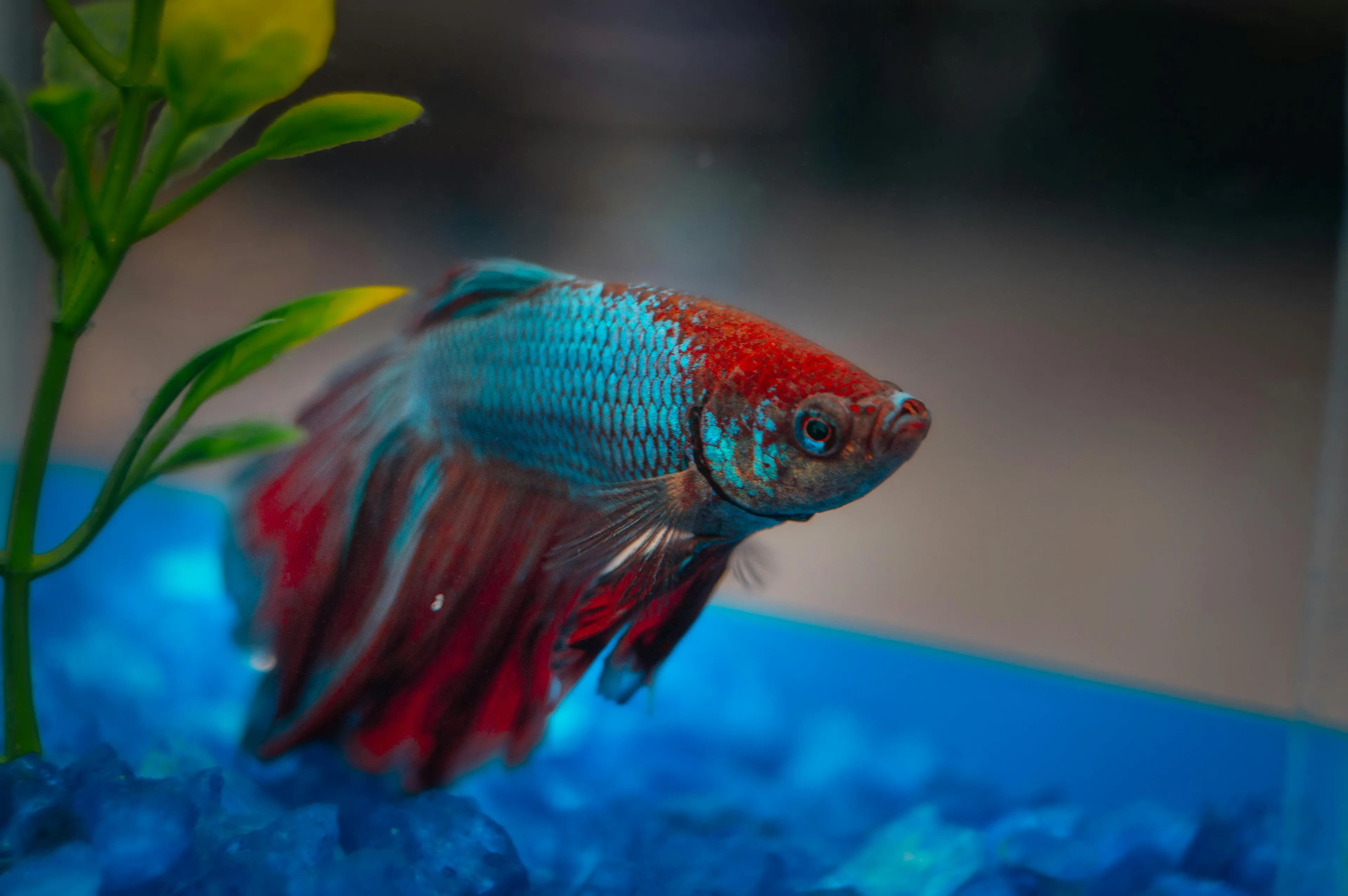 Colorful fish with blue and red scales swimming near green plant and blue gravel, ideal family pet in an aquarium setting