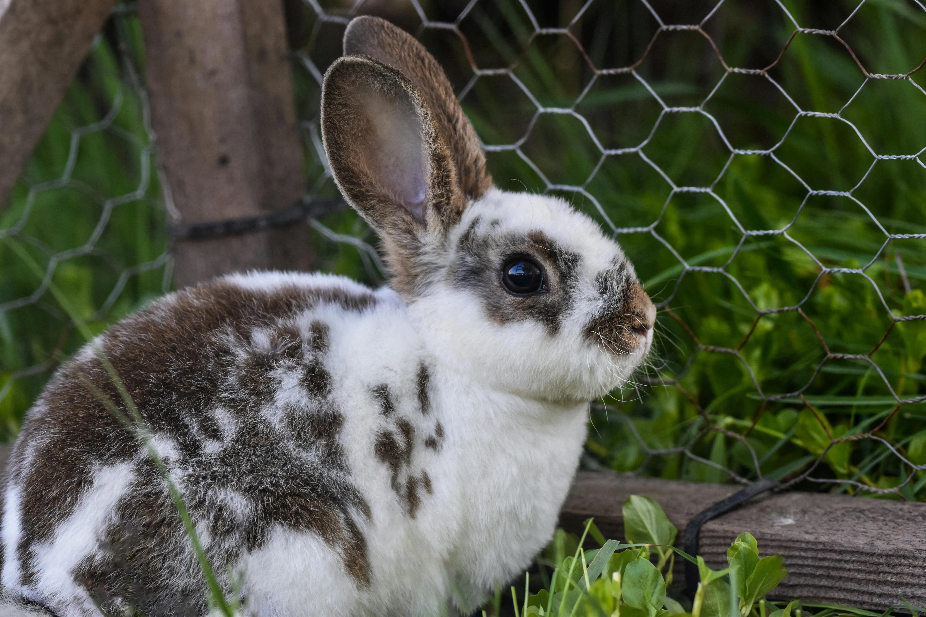 A spotted rabbit sitting near a wire fence with green grass, showcasing a perfect family pet option.