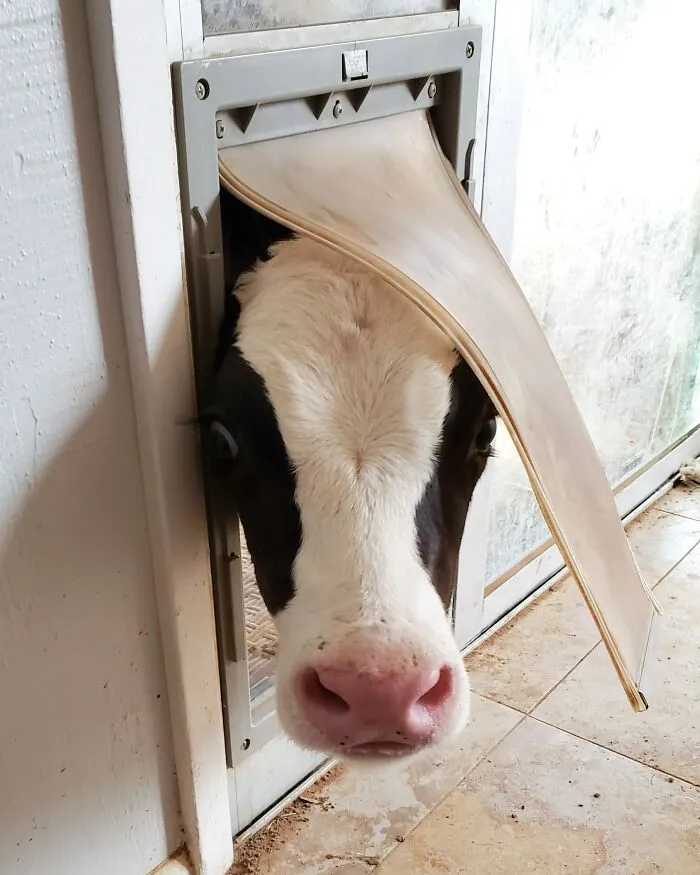 Interrupting Cow