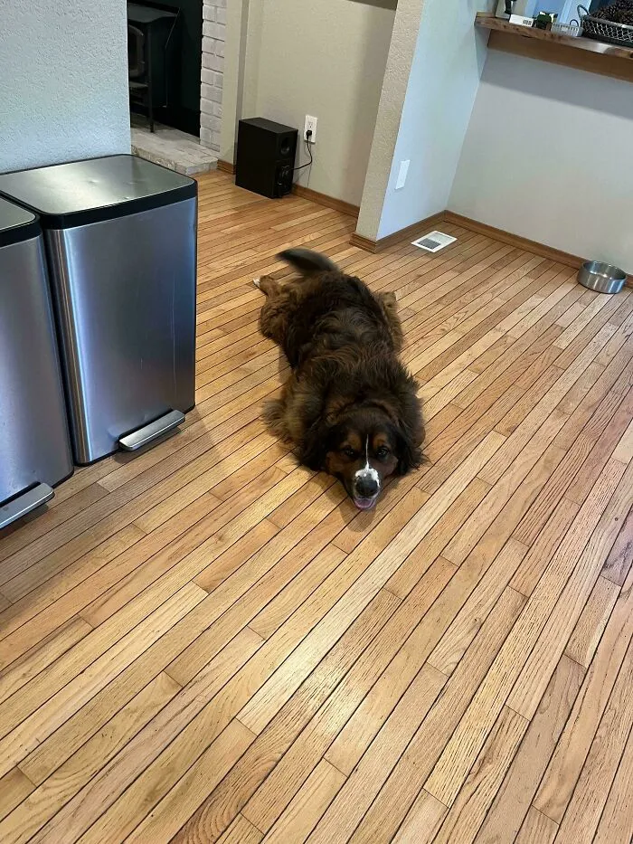 Weird Gator In My Kitchen