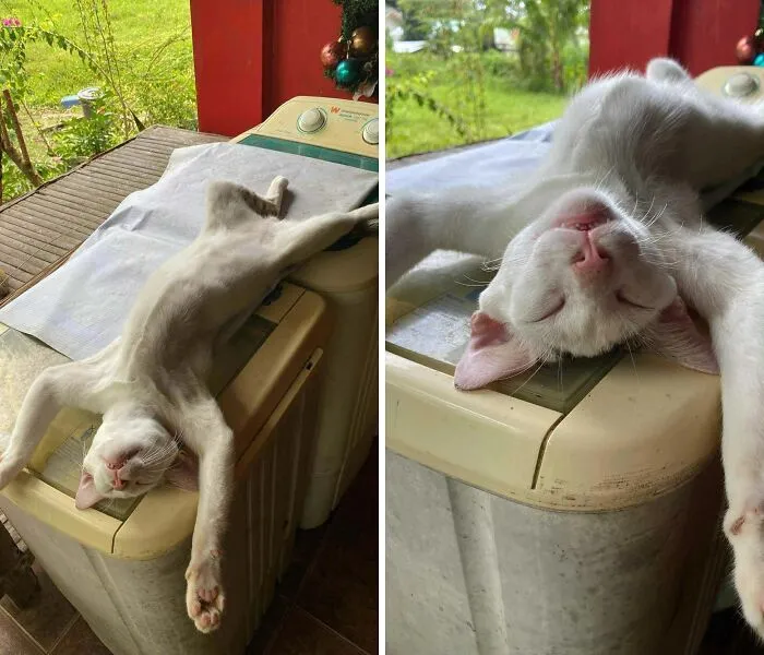 My Cat’s Really Weird At Times, Still Love Him Tho