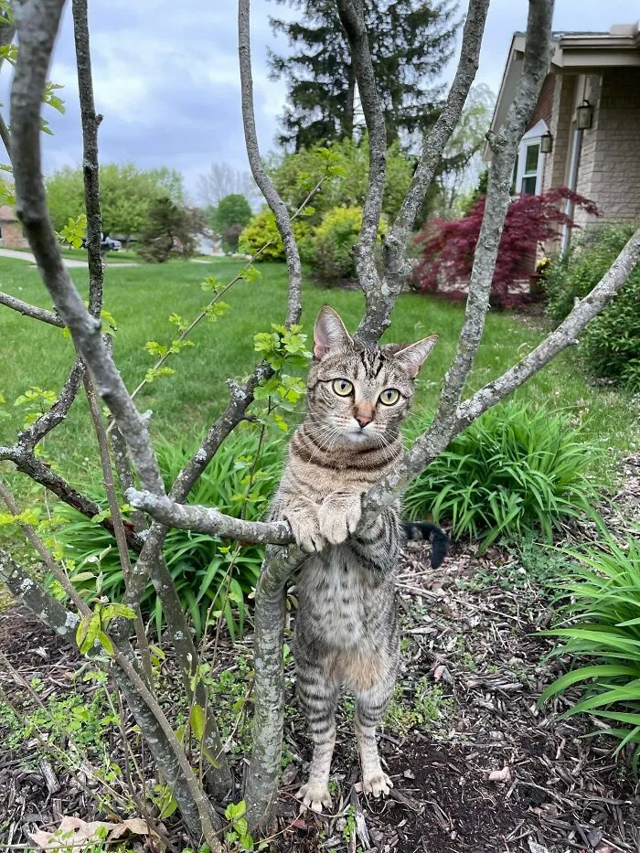 Our Cat Posed Like This On Her Own. We Think She's Jealous Of Our Daughter's Senior Pictures