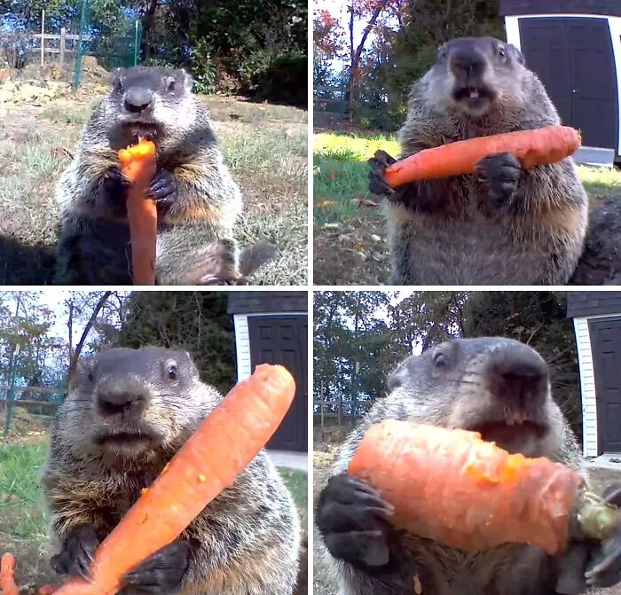 A Groundhog Named Chunk Has Been Stealing A Farmer's Crop From Delaware For 4 Years, And Eats It Right In Front Of A Surveillance Camera