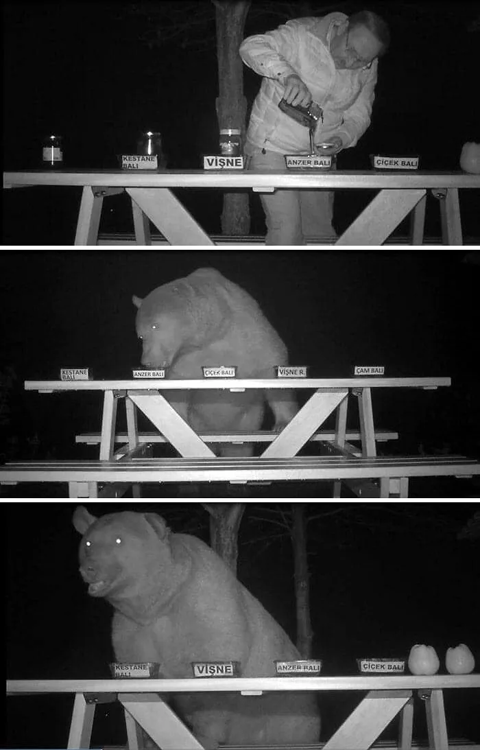 A Bee Farmer Was Tired Of Bears Stealing His Honey, So He Turned Them Into Taste Testers