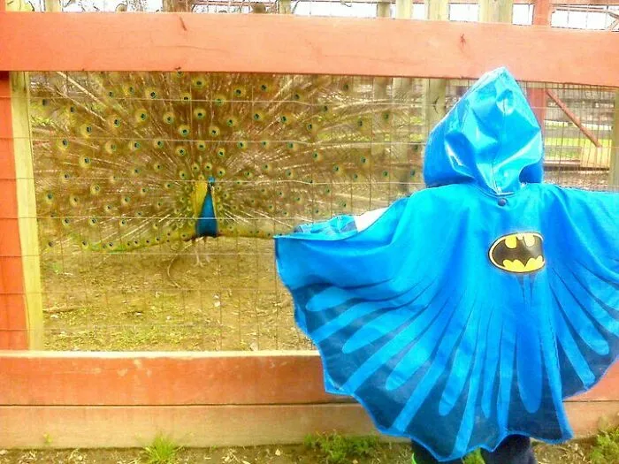 My Son Wore His Batman Rain Jacket To A Local Farm Park. This Peacock Took It As A Challenge