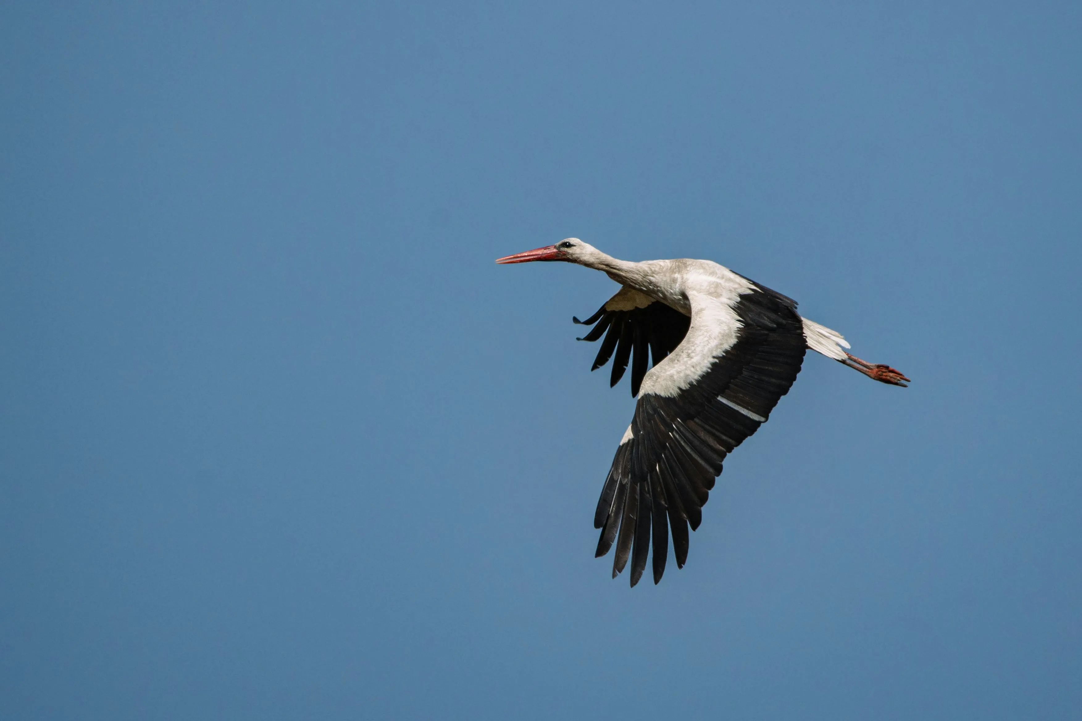 A stork flying against a clear blue sky, symbolizing parenting style and where babies come from questions.