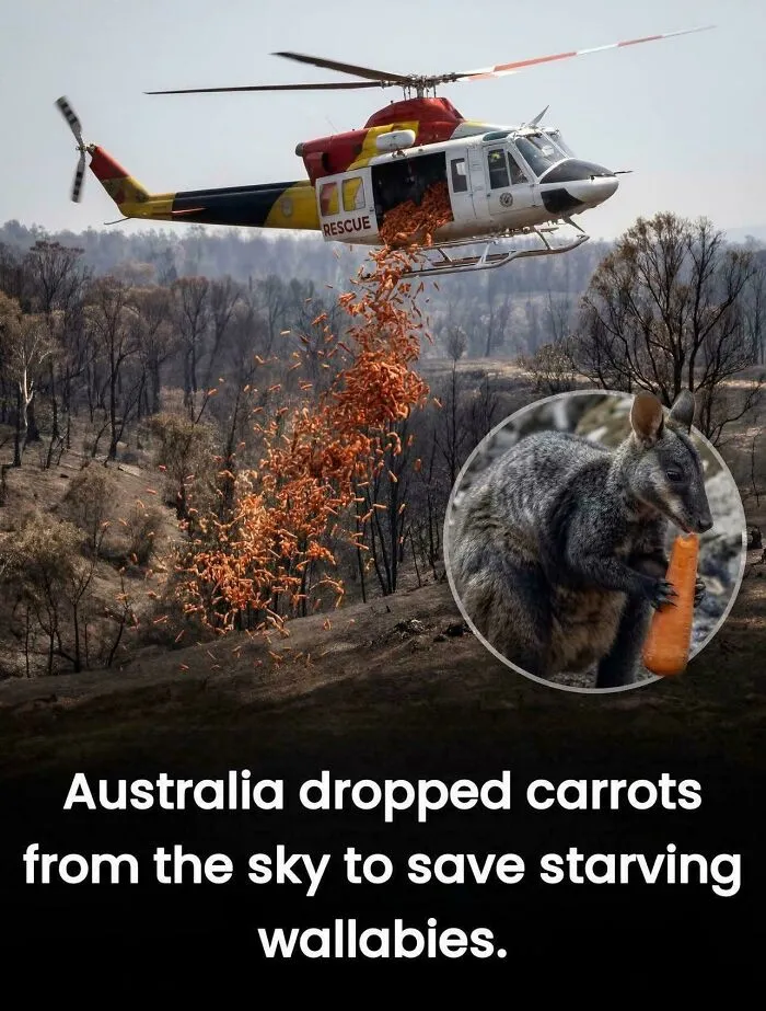 Saving Little Animals