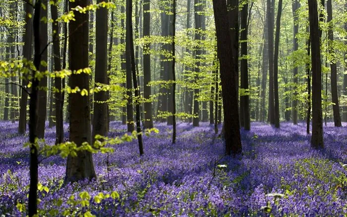 Bluebells In A Forest In Belgium