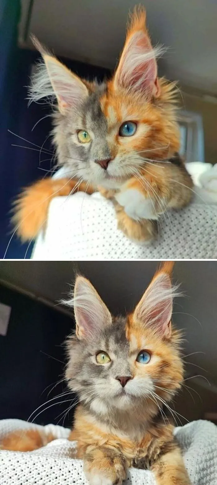 Un gato con pelaje y ojos divididos en dos colores distintos.