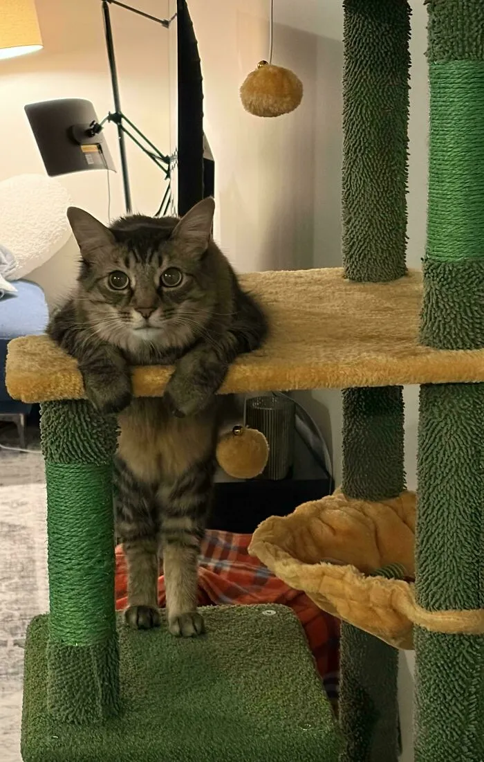 Why Is This Cat So Weird? Did I Make Him This Way? Meet Walter, Who Stood Like This For About Ten Minutes