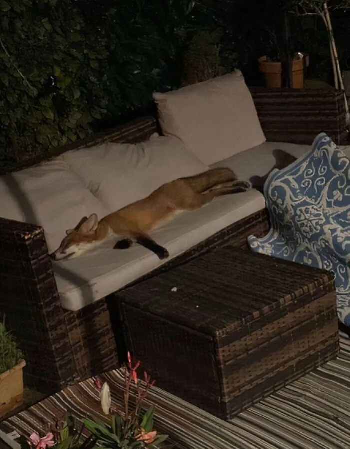 Zorro dormido en un sofá de un porche