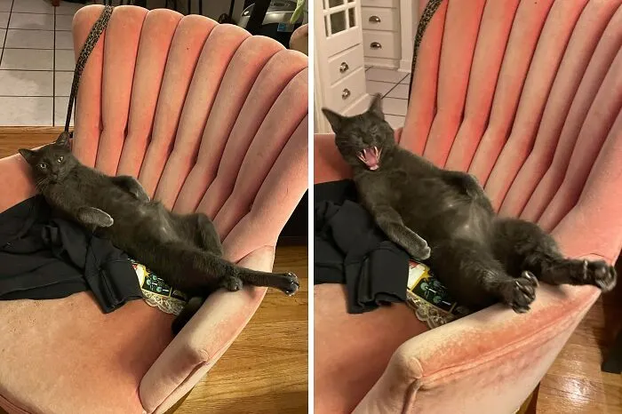 Chillin So Hard Then Mega Yawn