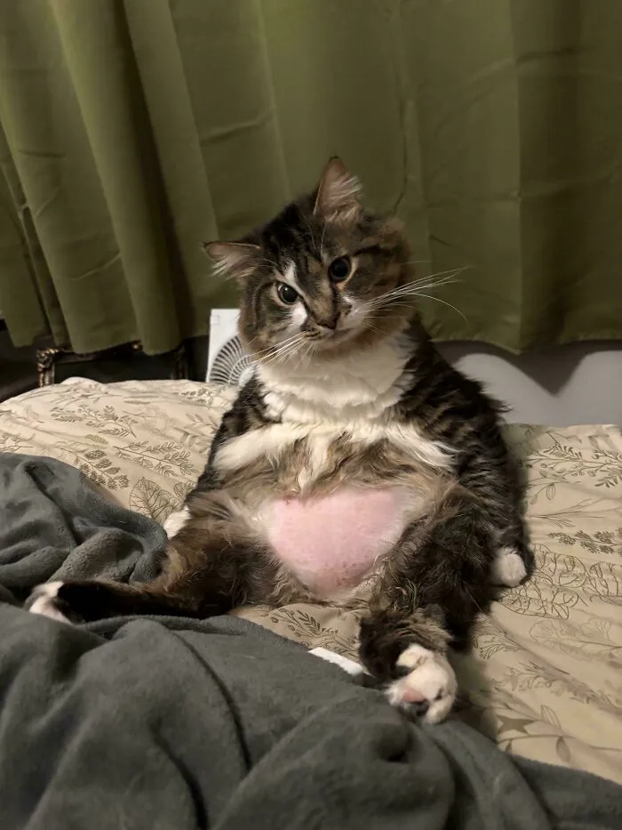 I’m Not Entirely Sure If He’s A Cat Or An Unholy Amalgamation Of A Raccoon, A Bear, And A Middle-Aged Human Man