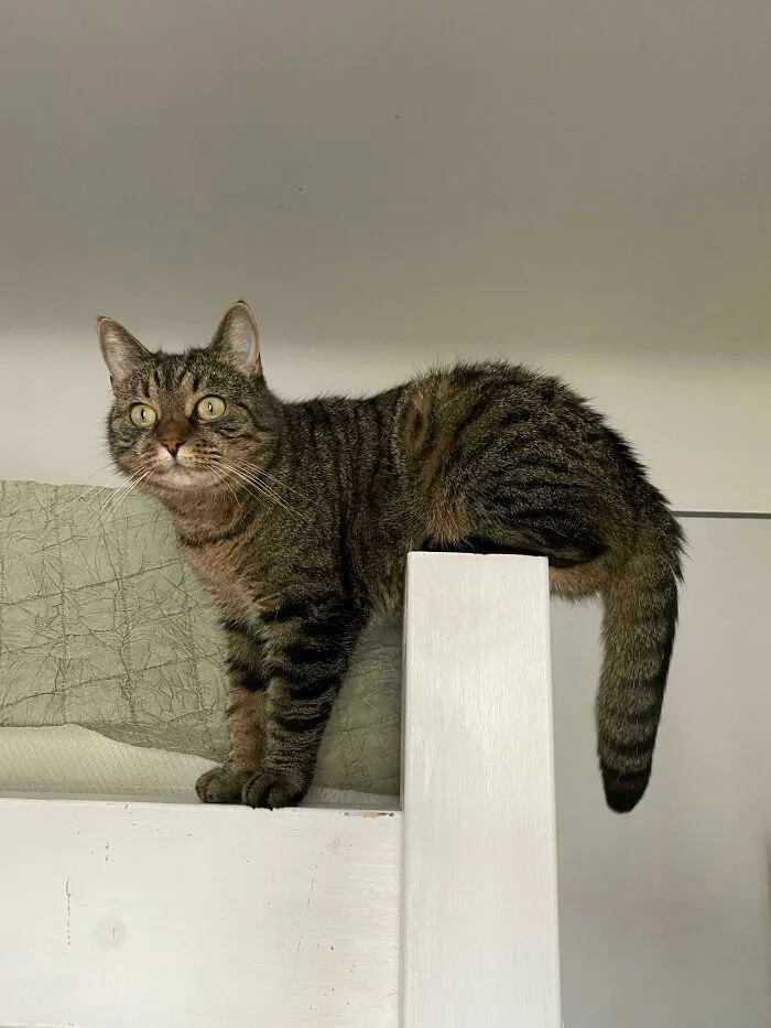 A funny pet, a tabby cat, perched precariously on a white wooden bed frame, looking curious.